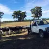 Nedwards529 - @aussiebogan592 - TikTok