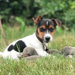 Ned Hunt - @jackrussellned - Instagram