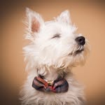 Jack & Ned - @jackned_thewestie - Instagram