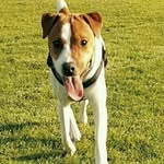 Ned - @ned_jackrussel - Instagram