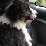 Ned Morris - @bluebell_the_aussiedoodle - Instagram