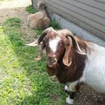 Ned Morris - @gorillabiter - Instagram