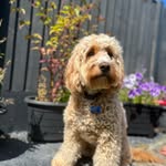 Ned _the_cockapoo - @ned_owen_ - Instagram