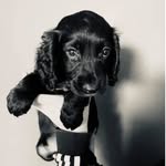 Ned Owen - @ned_thecocker - Instagram