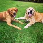 Ned & Rosso - @all_things_ned_rosso - Instagram