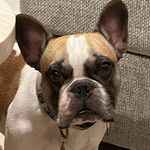 Ned Snow - @nedsnow_frenchie - Instagram