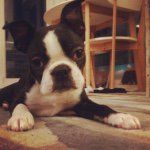 Ned Swanson - @ned_the_boston - Instagram