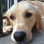 NeelyRoseTheGolden - @_neelyrose - Instagram