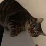 Neena (cat mom Valerie Moore) - @neena_valentinekitty - Instagram