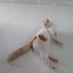 neena narayanan - @maluzz848 - Instagram