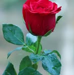 Neena Thomas - Facebook
