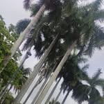 Neftali Chan Centeno - @neftalichancenteno - Instagram