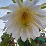 Neftali Ramirez - Facebook