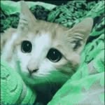 cute_everything_too - @nehadaniel3031 - Instagram