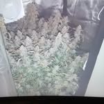 Nehemiah Johnson - @nehemiah5733 - Instagram