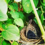Raven - @pearsonnehemiah184031 - Instagram