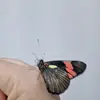 neide.sousa2 - @neide.sousa2 - TikTok
