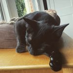 Neil Ashton - @fairash_ - Instagram