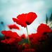 Neill Baum - Facebook