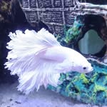 Neil Blazey - @neilblazey - Instagram
