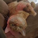Neil Breen - @neilbreenthecat - Instagram