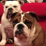 Neil Carmichael - @neilcarmichael.1 - Instagram