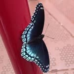 Neil Chase - @neil.a.chase - Instagram