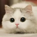 Neil Chow - @rand_username - Instagram
