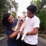 Neil - @neil_chowchow - Instagram