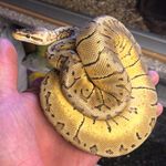 Neil Delaney - @blackguardreptilemorphs - Instagram