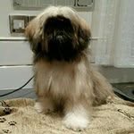 Neil Mitchell - @neilflint1956 - Instagram