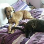 Neil English Gillespie - @neil.gillespie.31 - Instagram