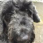 Neil Goodfellow - @neilgoodfellow67 - Instagram