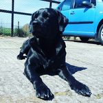 Neil Goss - @speshalneeds - Instagram