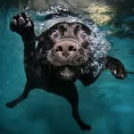 Neal Gustafson - @nealgustafson - Instagram