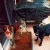 Neil.Howard - @neil.howard - TikTok