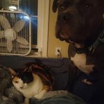 Neil Elko - @neiljusticecrusher - Instagram