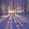 neilalyon9 - @winter...village - TikTok