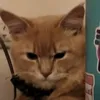 NEILVX codm - @neil.masson0 - TikTok