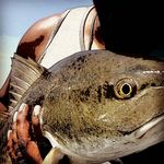 Neil Mohammed - @fishin_freeks - Instagram