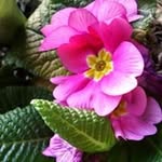 Jo Nelson Nusbaum - @nelsonnusbaum - Instagram