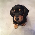 Ottoilbassotto 🐾. - @ottoneilbassotto - Instagram