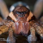 Neil Phillips - @neil_uk_wildlife - Instagram