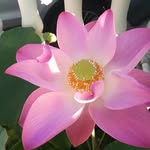 Neil Pitt - @lotus_oriental_therapies - Instagram