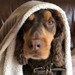 Neil Robbins - @beardedchimprobbins - Instagram