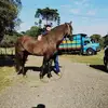 Neilo Rocha - @neilo.rocha - TikTok