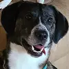 Neil "Roscoe" Hodgens - @neil.roscoe.hodge - TikTok