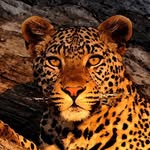 Neil Saltzman - @neilsworldimages - Instagram