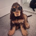 Nellie the show cocker spaniel🤍 - @nellieneverstops - Instagram
