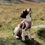 Nelly The Springer Spaniel - @nellyspringerspaniel - Instagram